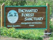 enchanted forest sanctuary
