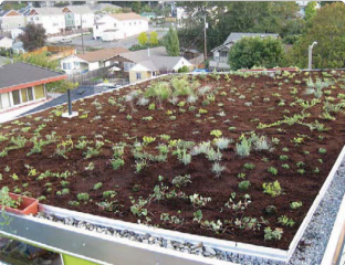 Green Roof