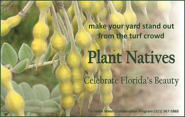 picture of necklace pod plant with text stand out from the turf crowd