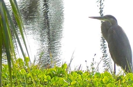 blue heron by pond